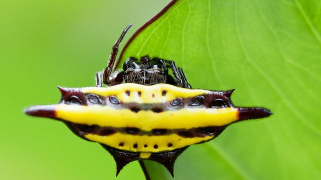spinybacked-orb-weaver-spider