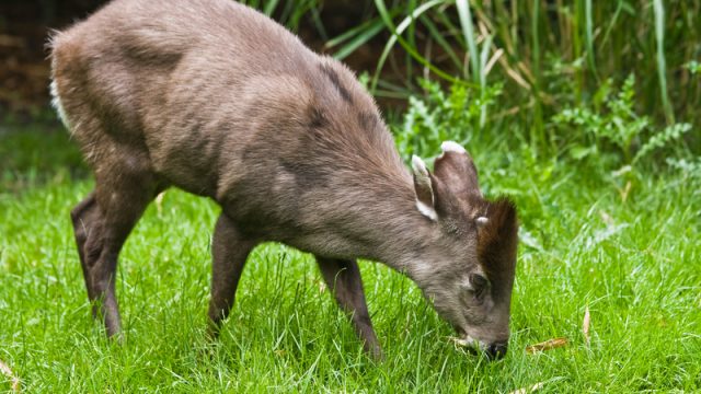 tufted deer