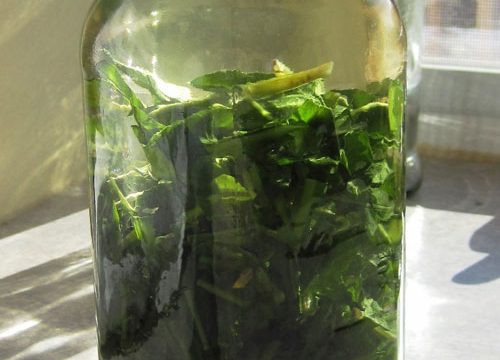 dandelion-leaf-infusion