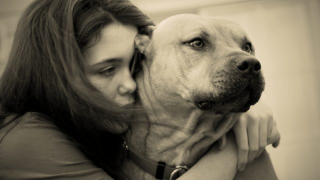 pit-bull-and-girl