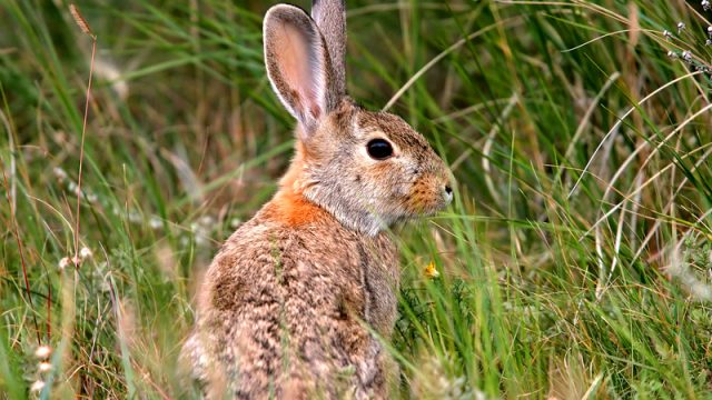 wild rabbit