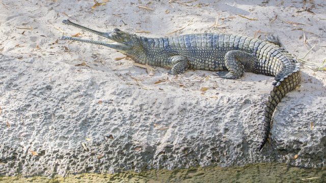 gharial