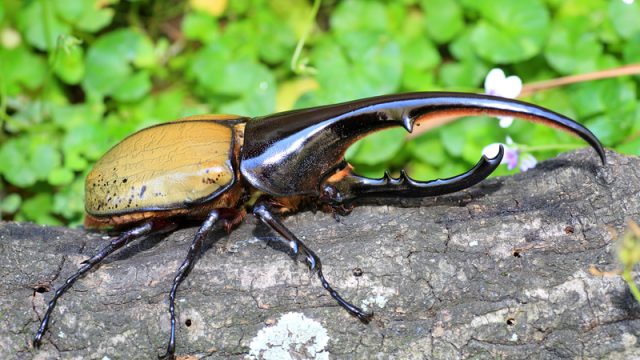 hercules-beetle