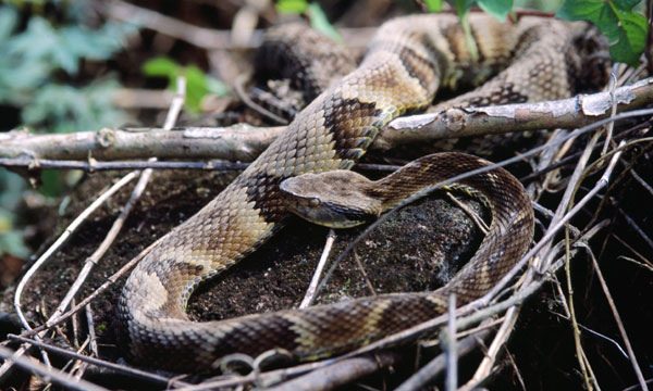 Jararaca snake
