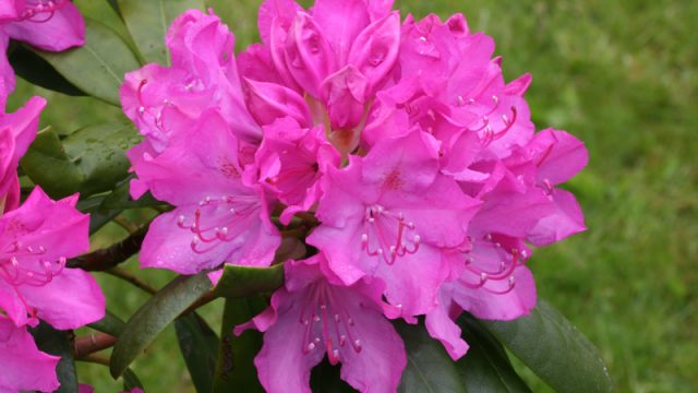 rhododendron