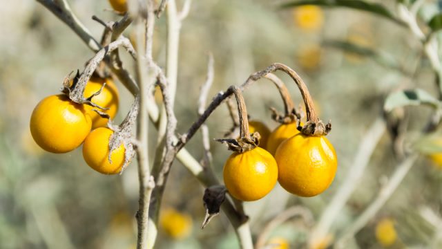 solanum-carolinense-horse-nettle