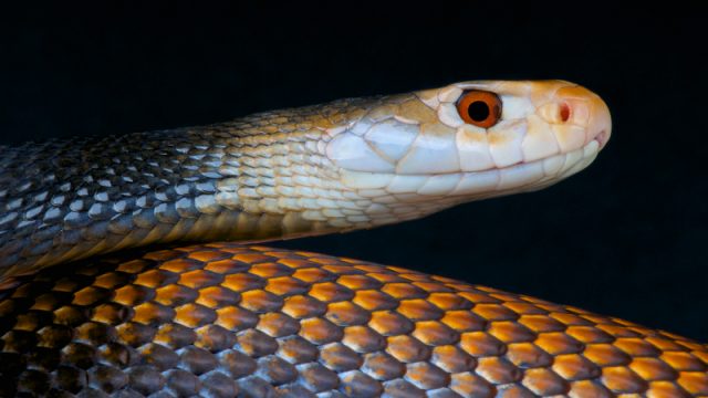 Taipan snake