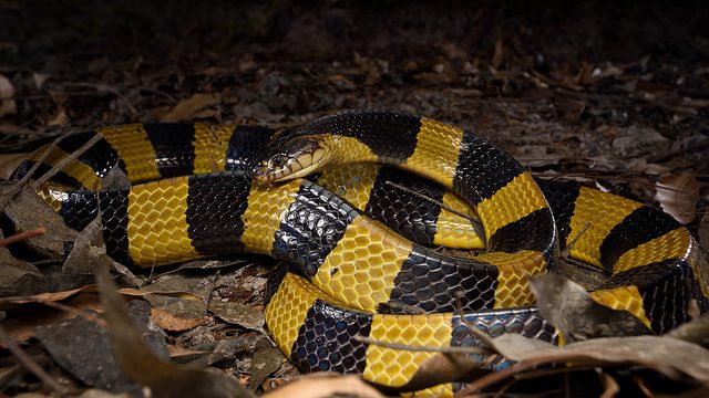 common krait snake