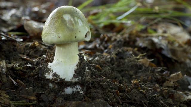 death-cap-mushroom