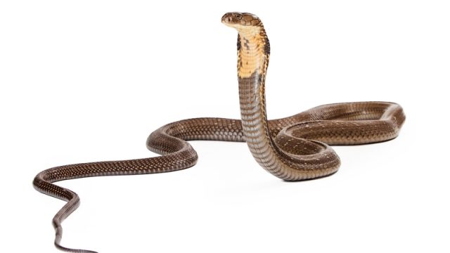 forest cobra