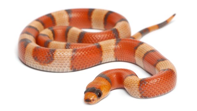 milk-snake