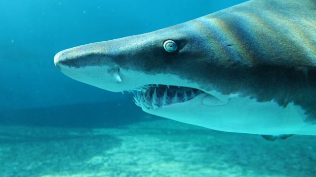 sand-tiger-shark