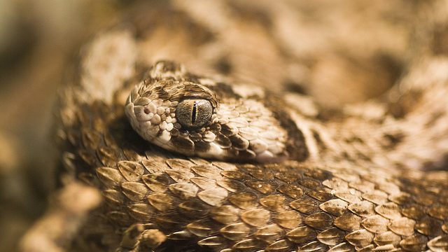 saw scaled viper