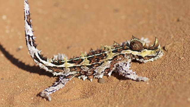 thorny-devil