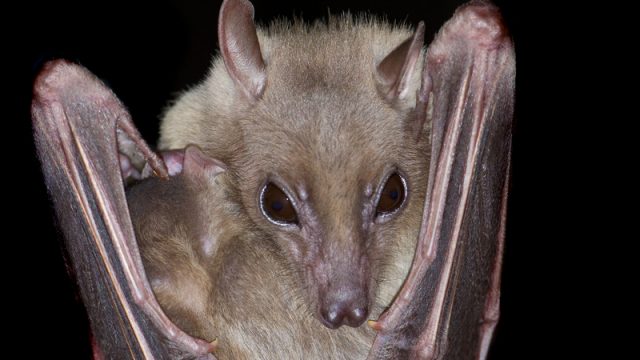 vampire-bat