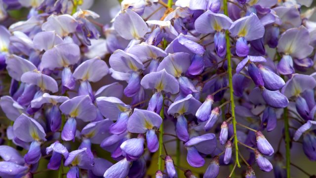 wisteria