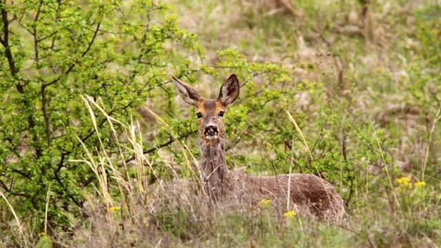 deer in the bushes