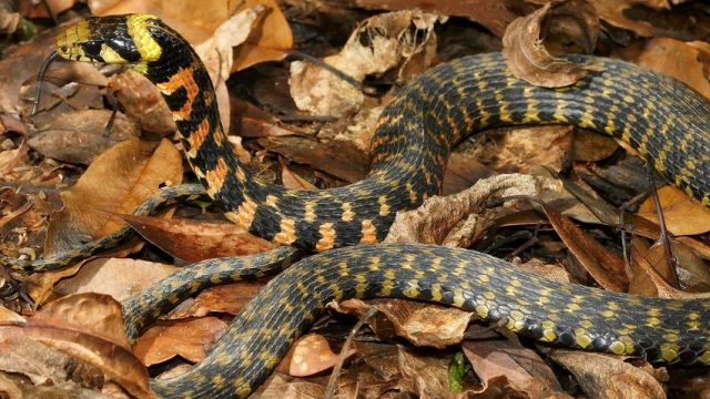 tiger keelback