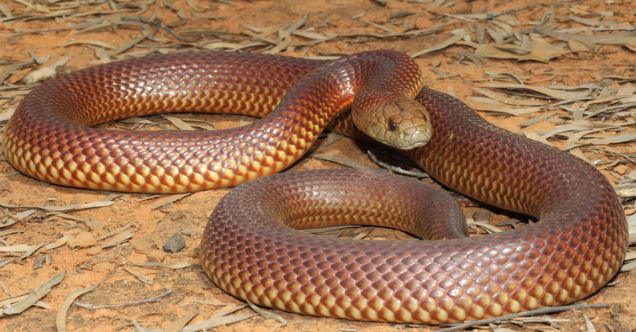 king brown snake