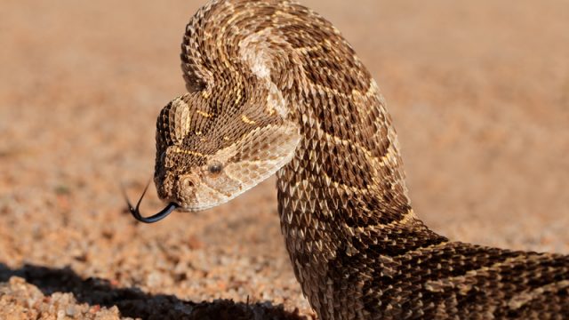 puff adder snake