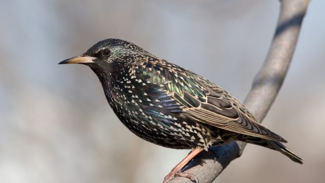 European Starling