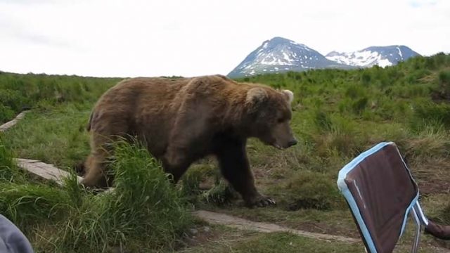 Grizzly Bear Encounter