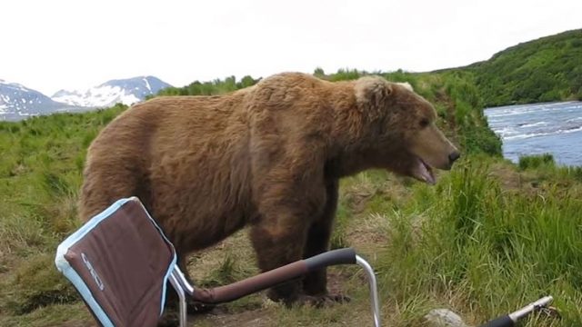 Grizzly Bear Encounter