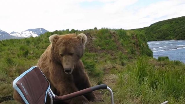 Grizzly Bear Encounter