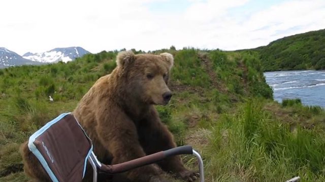 Grizzly Bear Encounter