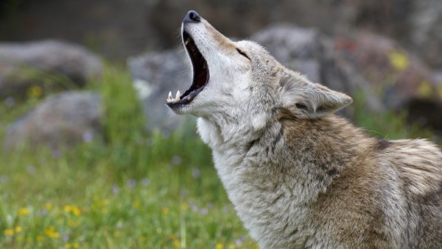 coyote howling