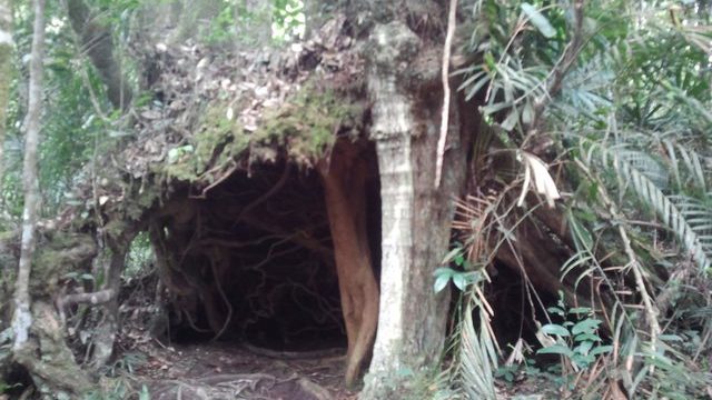 tree root shelter