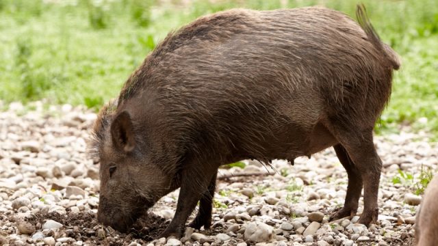 wild hog