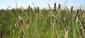 cattail