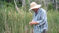 cattail basket weaving