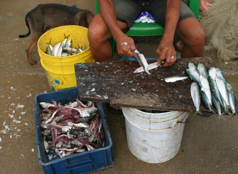 cleaning fish