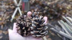 pinecones