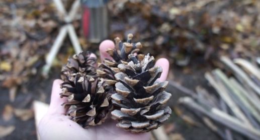 pinecones