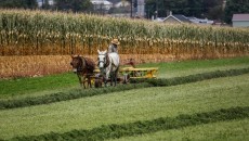 Amish farmer