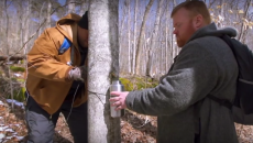 tapping a Maple tree
