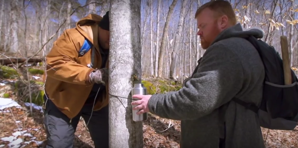 tapping a Maple tree