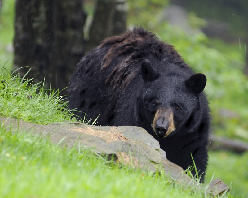 brown bear