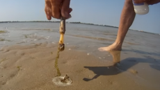 catching a clam