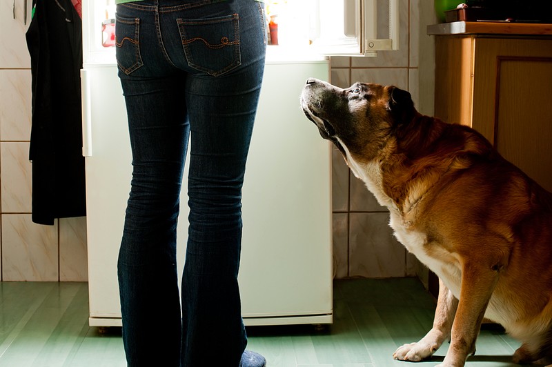 feeding a dog