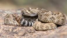 Western Diamondback Rattlesnake posed to strike