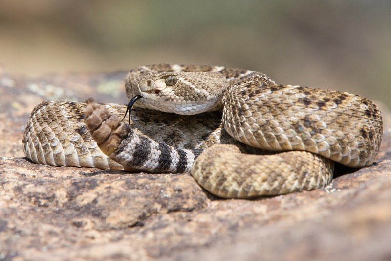 Western Diamondback Rattlesnake posed to strike