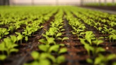 garden seedlings