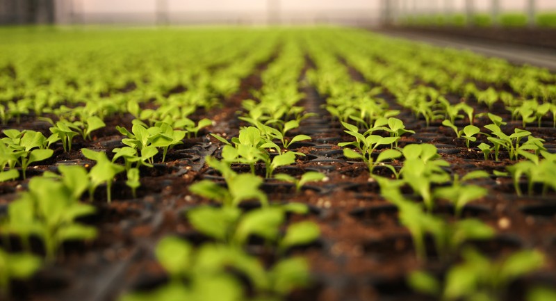 garden seedlings