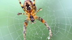 spider on a web