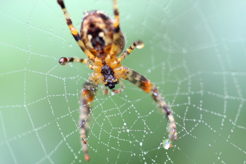 spider on a web