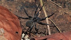 Brazilian Wandering Spider